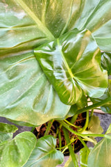 A glimpse at the gorgeous foliage that the Philodendron giganteum has to offer.