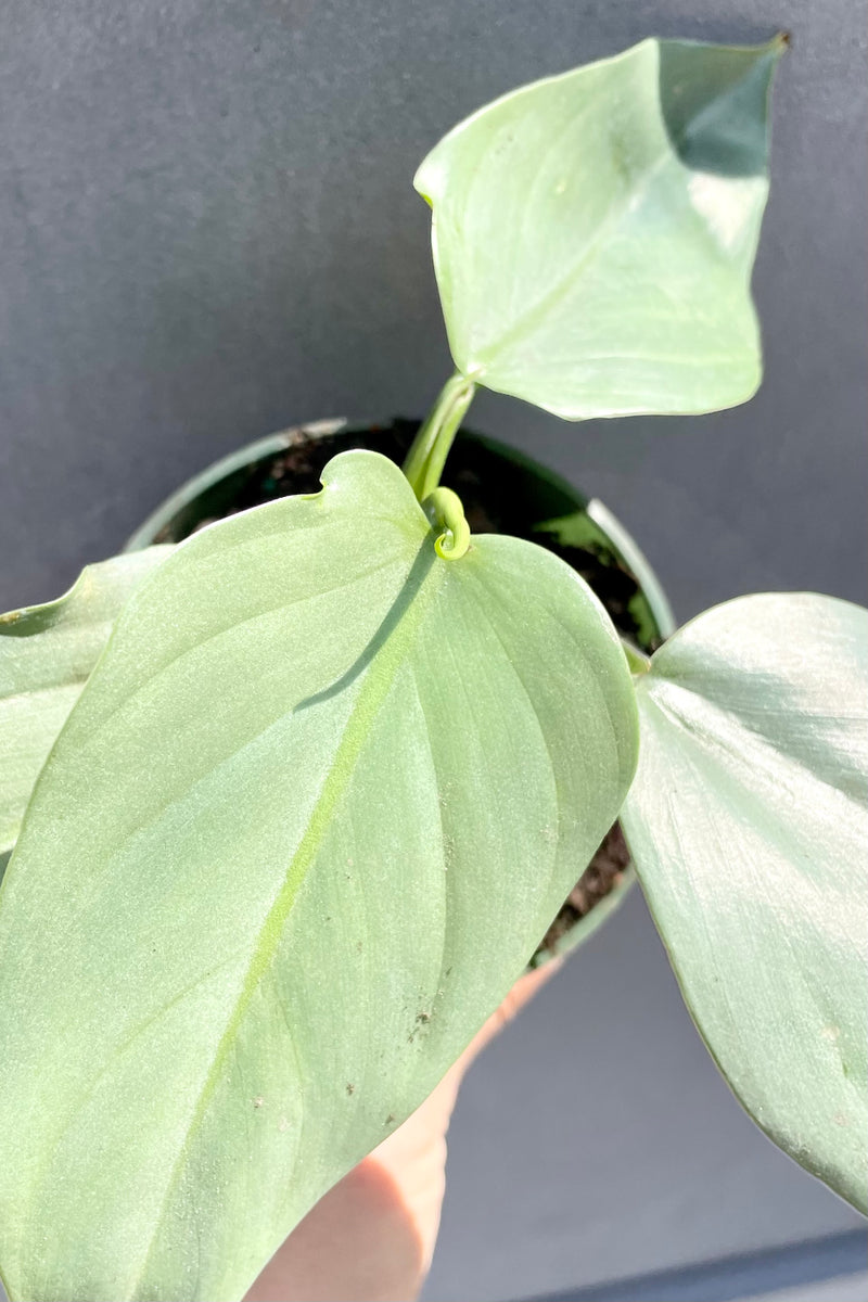A detail picture of the Philodendron hastatum "Silver Sword" showing its blue green leaves. 