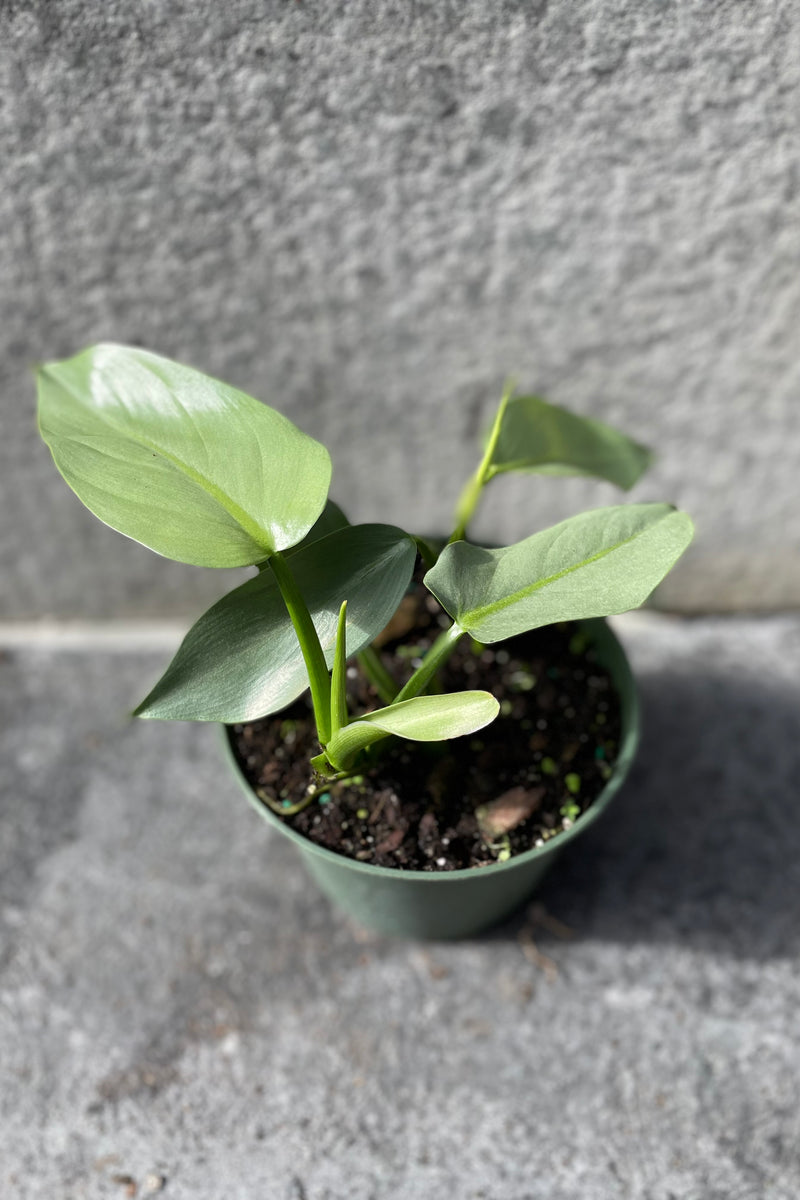 Philodendron hastatum "Silver Sword" in grow pot in front of grey background
