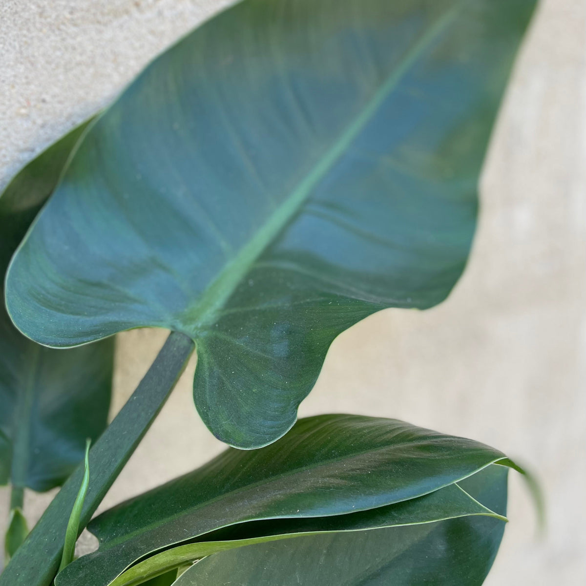 Philodendron 'Imperial Green' 8" at SPROUT HOME