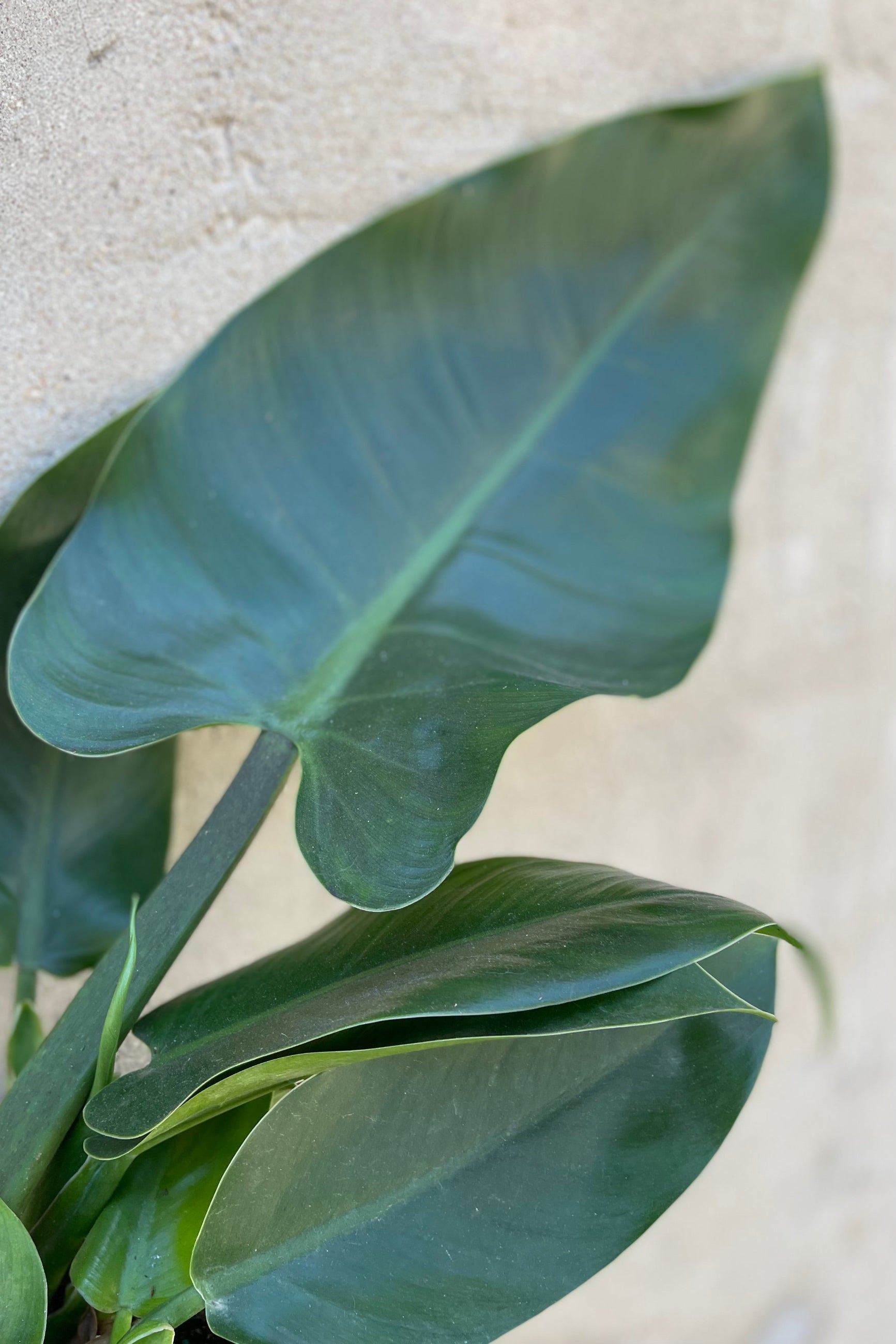 Close photo of curled new Philodendron leaf ©Sprout Home
