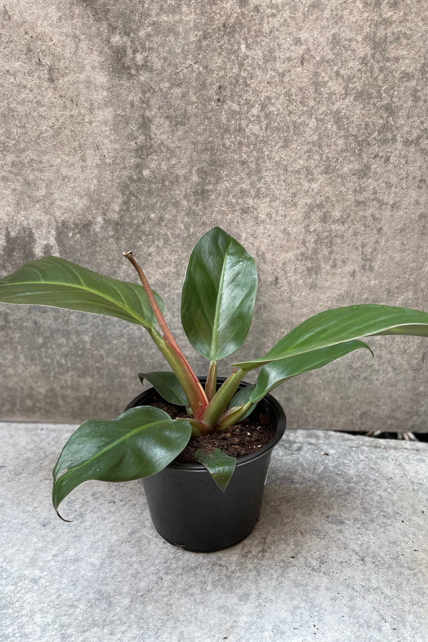 Philodendron Imperial Red plant in a 6" growers pot.