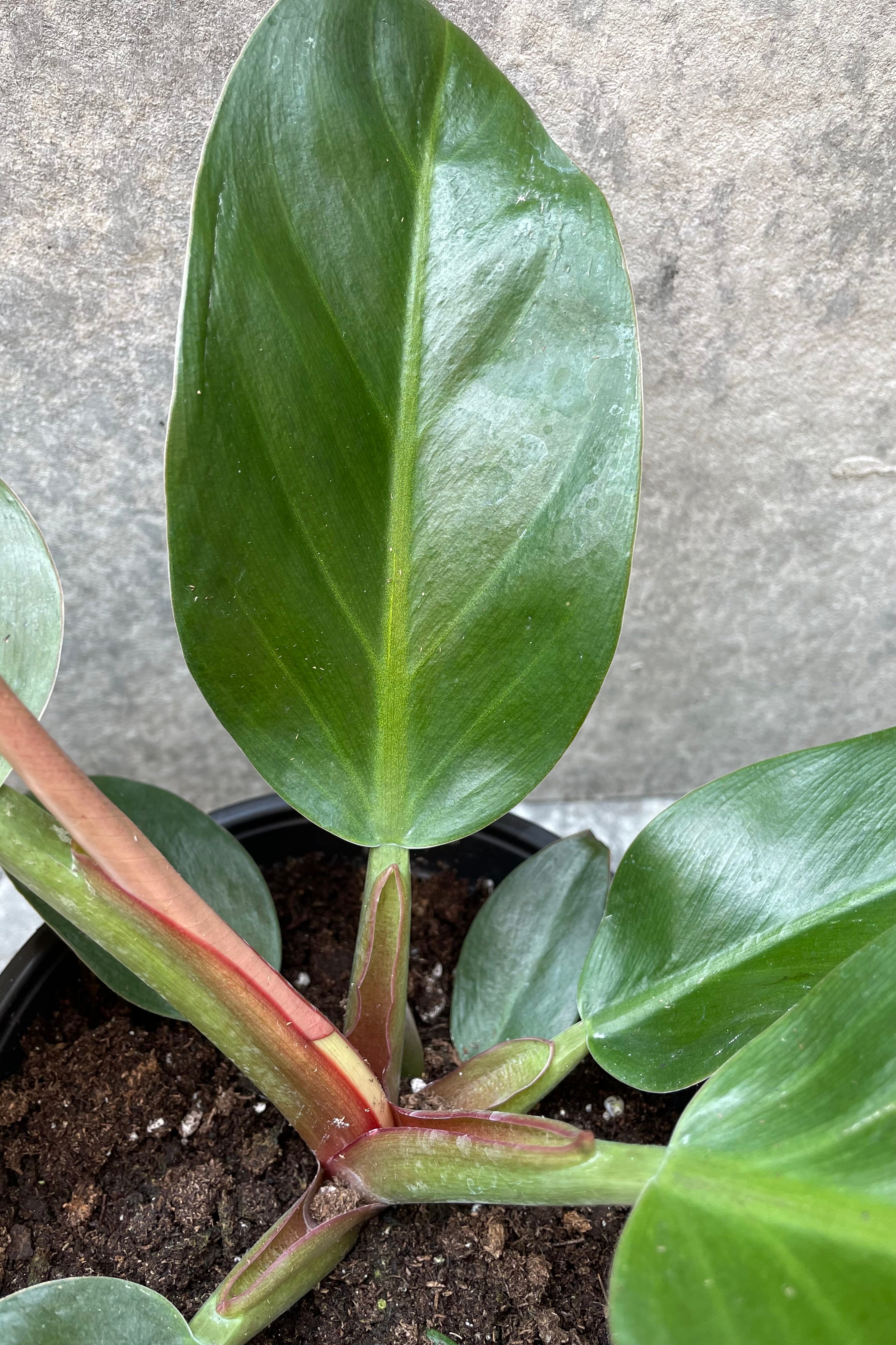 Philodendron Imperial Red plant close up picture of the leaves