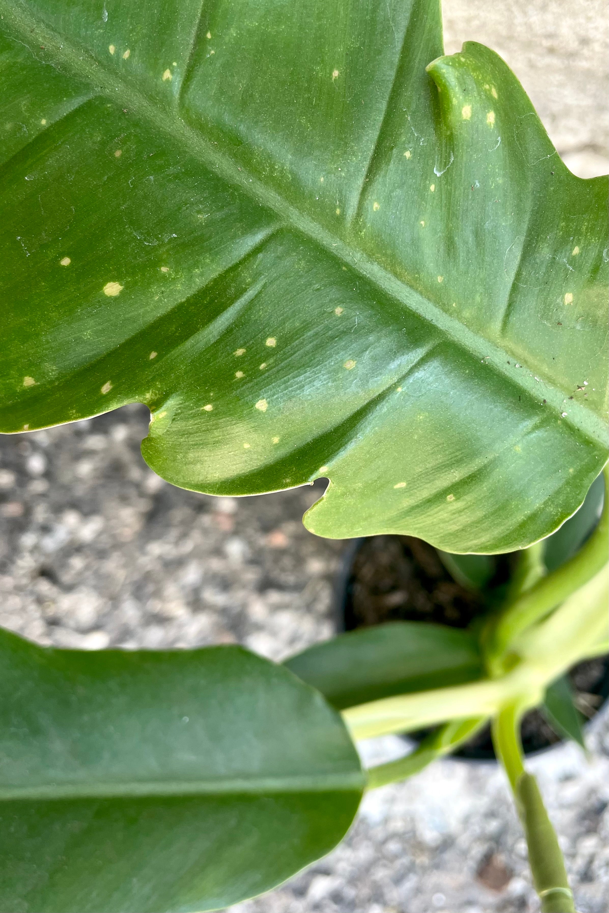 An overhead close-up view of the leaves of the 4" Philodendron 'Jungle Boogie' against a concrete backdrop