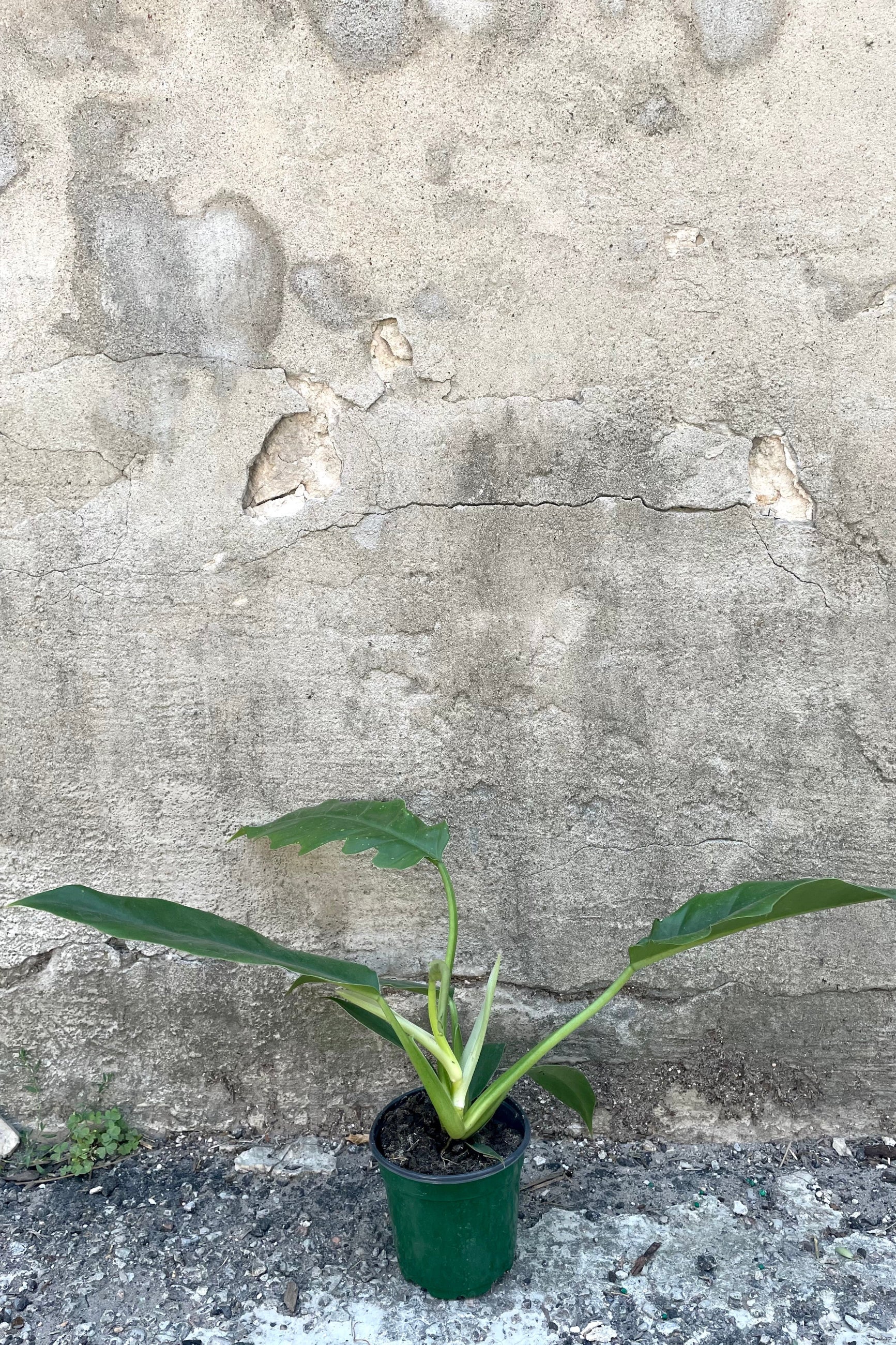 A frontal view of the 4" Philodendron 'Jungle Boogie' against a concrete backdrop ©Sprout Home