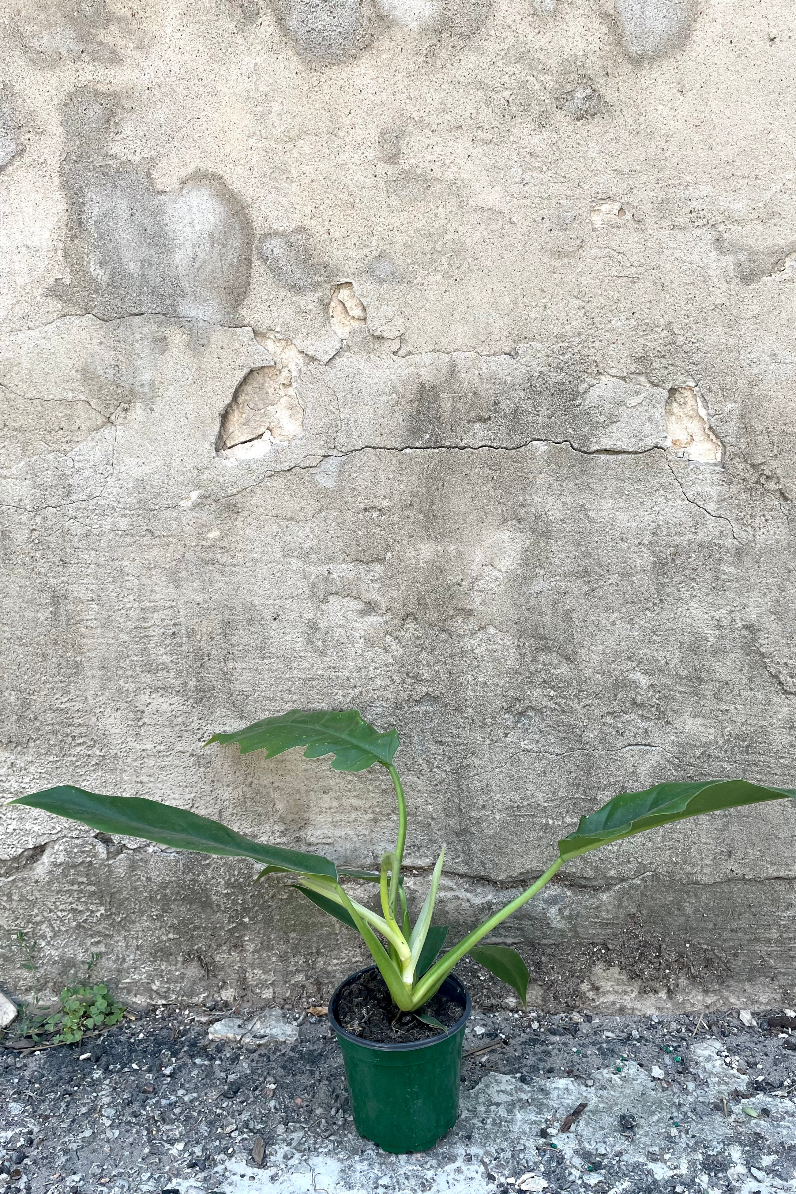 A frontal view of the 4" Philodendron 'Jungle Boogie' against a concrete backdrop