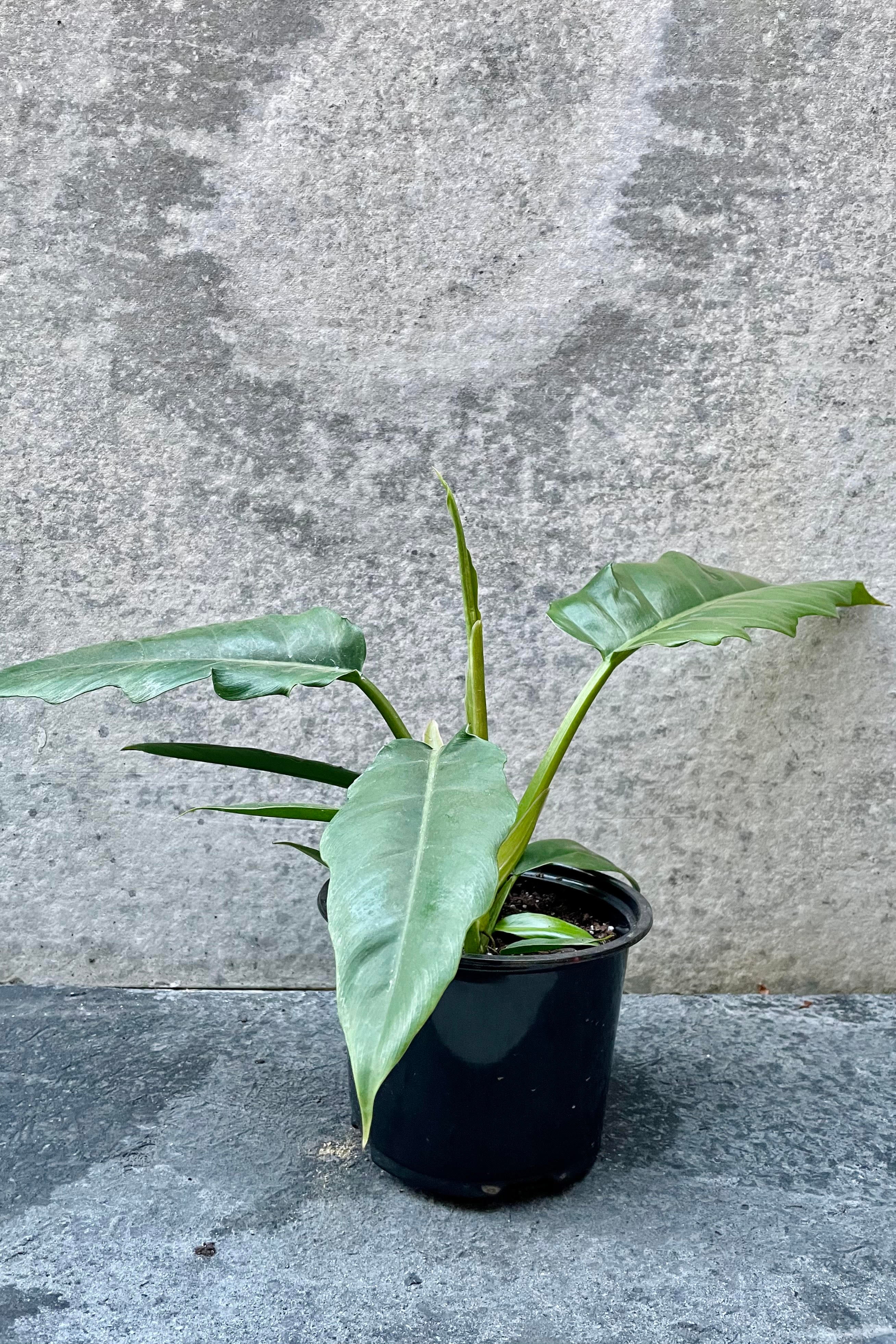 The Philodendron 'Jungle Boogie' sits against a grey backdrop in its 6 inch growers pot.