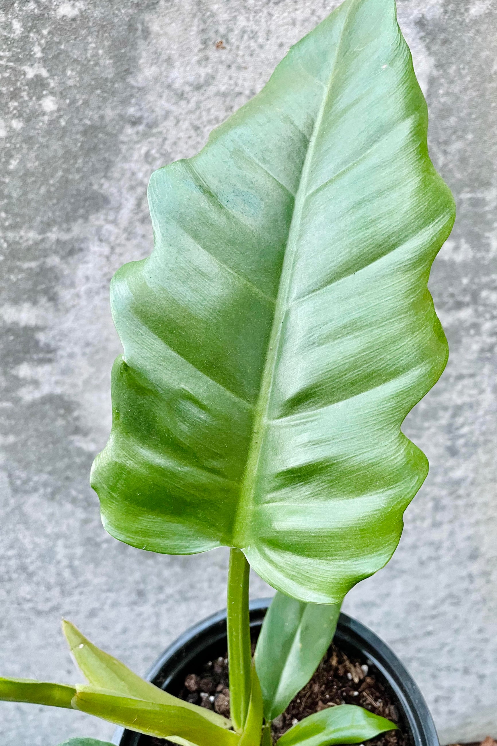 A detailed glimpse of the Philodendron 'Jungle Boogie' ©Sprout Home