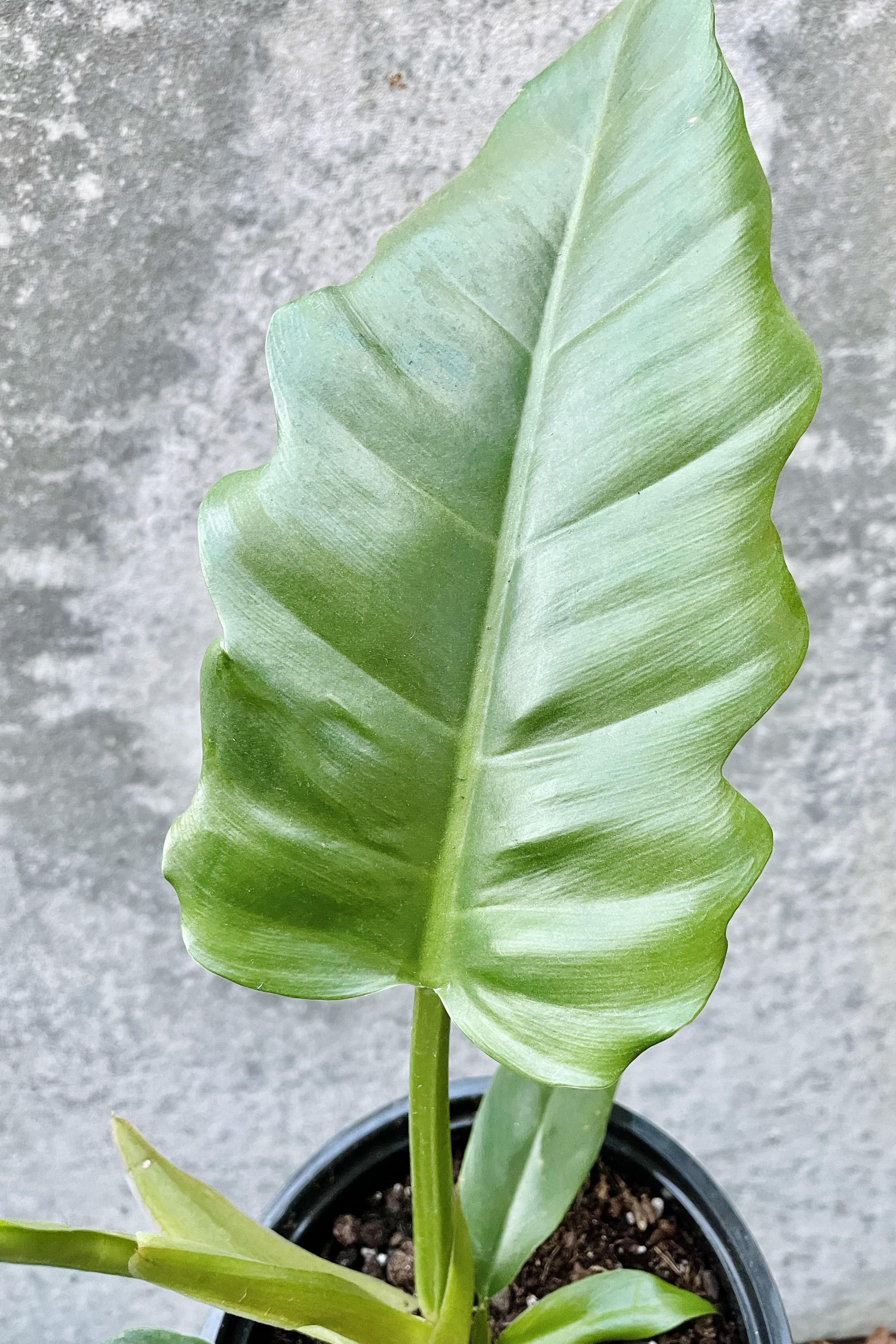 A detailed glimpse of the Philodendron 'Jungle Boogie'