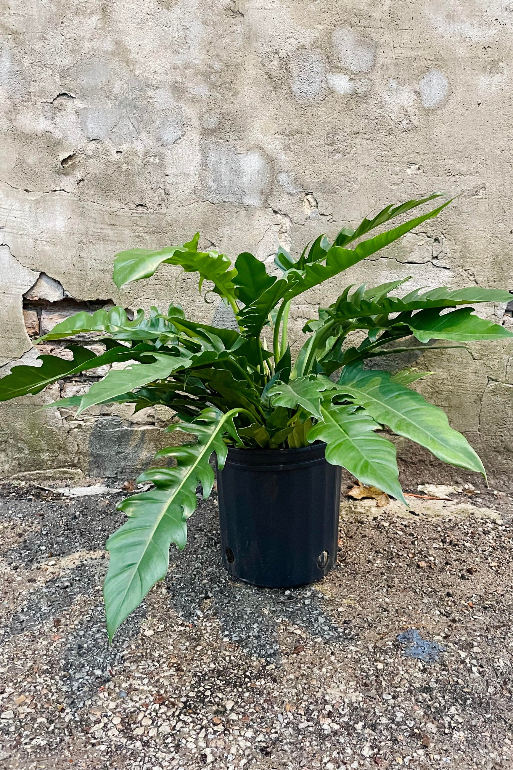 The Philodendron 'Jungle Boogie' 8" sits against a brick backdrop. ©Sprout Home