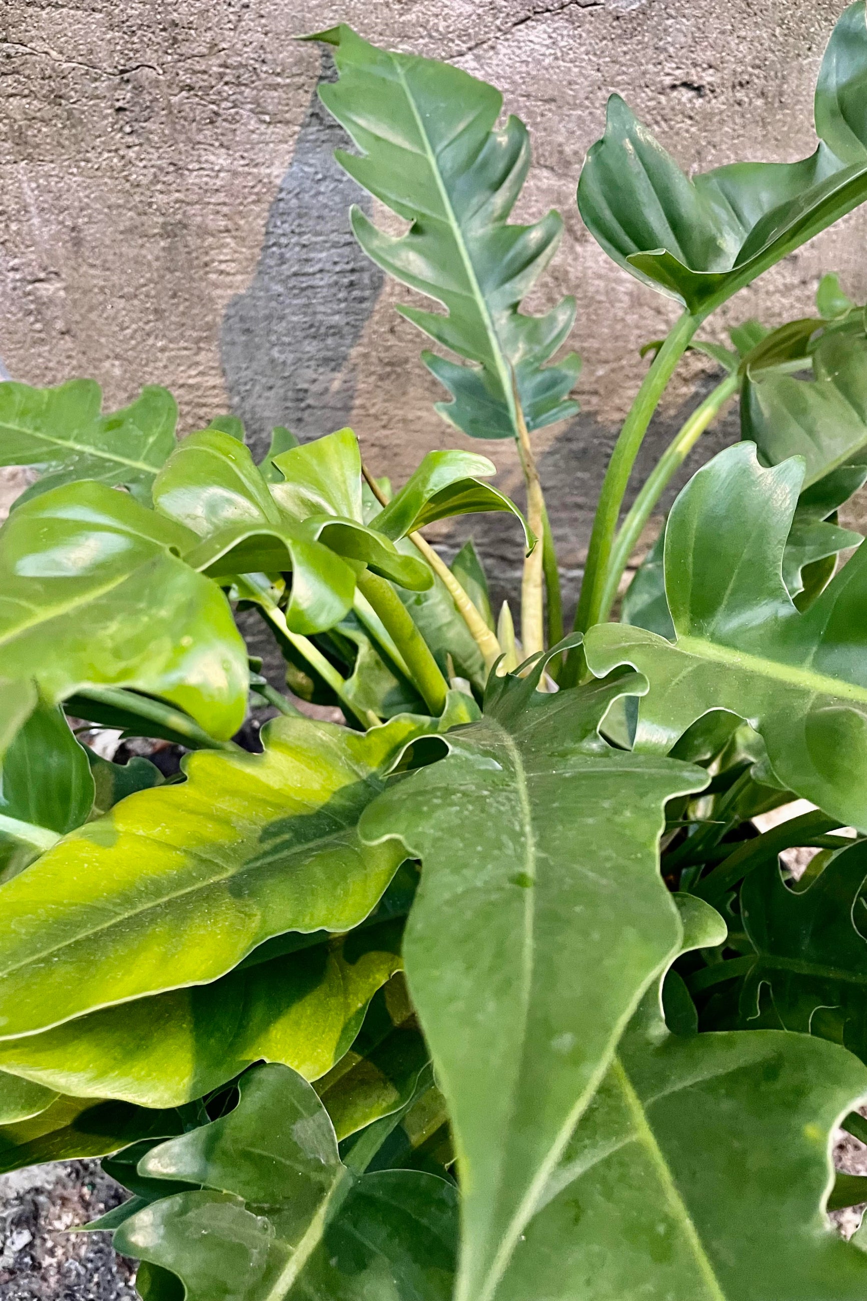 A detailed look at the Philodendron 'Jungle Boogie' ©Sprout Home