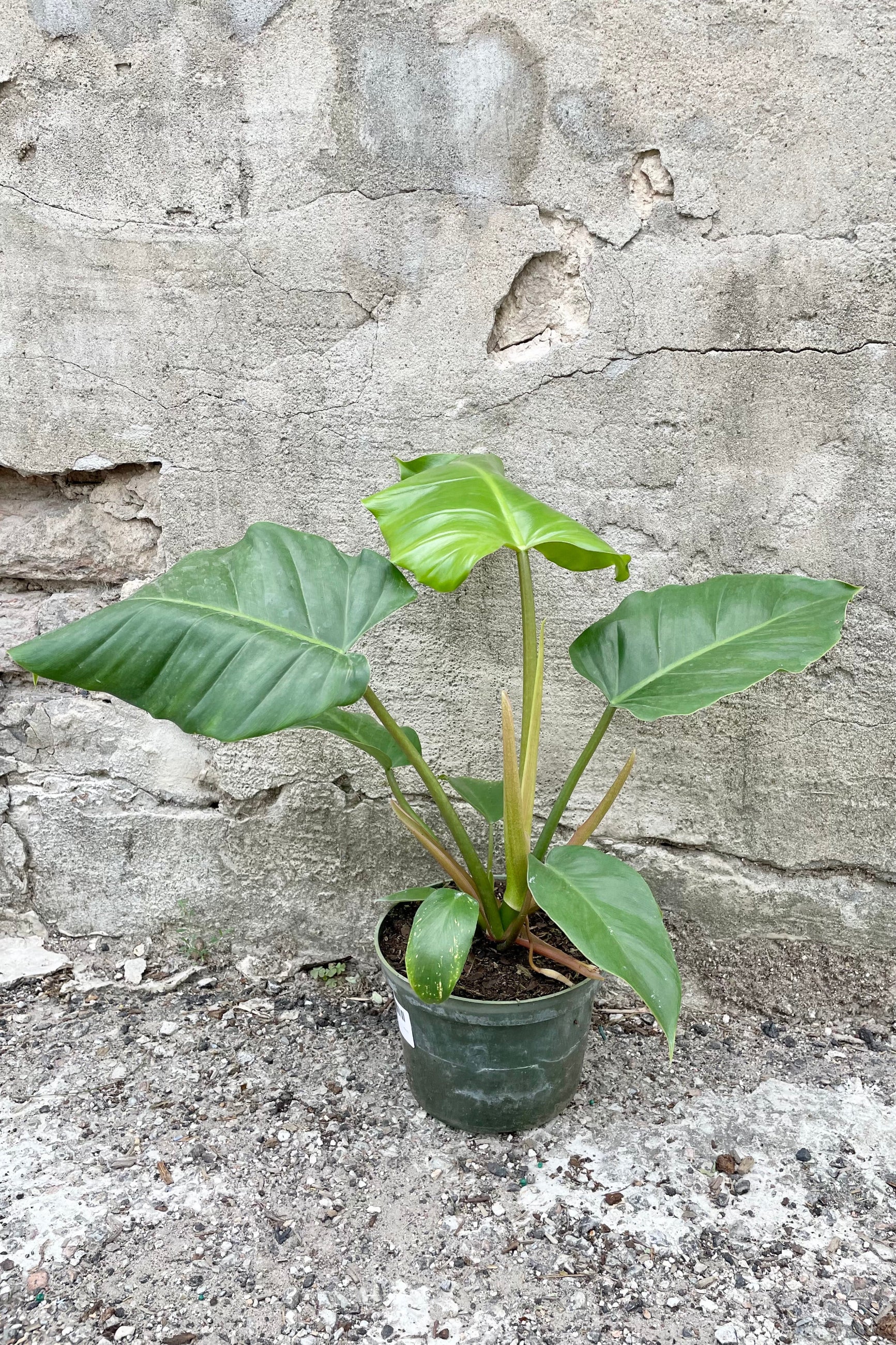 Philodendron 'Jungle Fever' in a 6" growers pot looking sexy with its big green leaves against a concrete wall at Sprout Home. ©Sprout Home