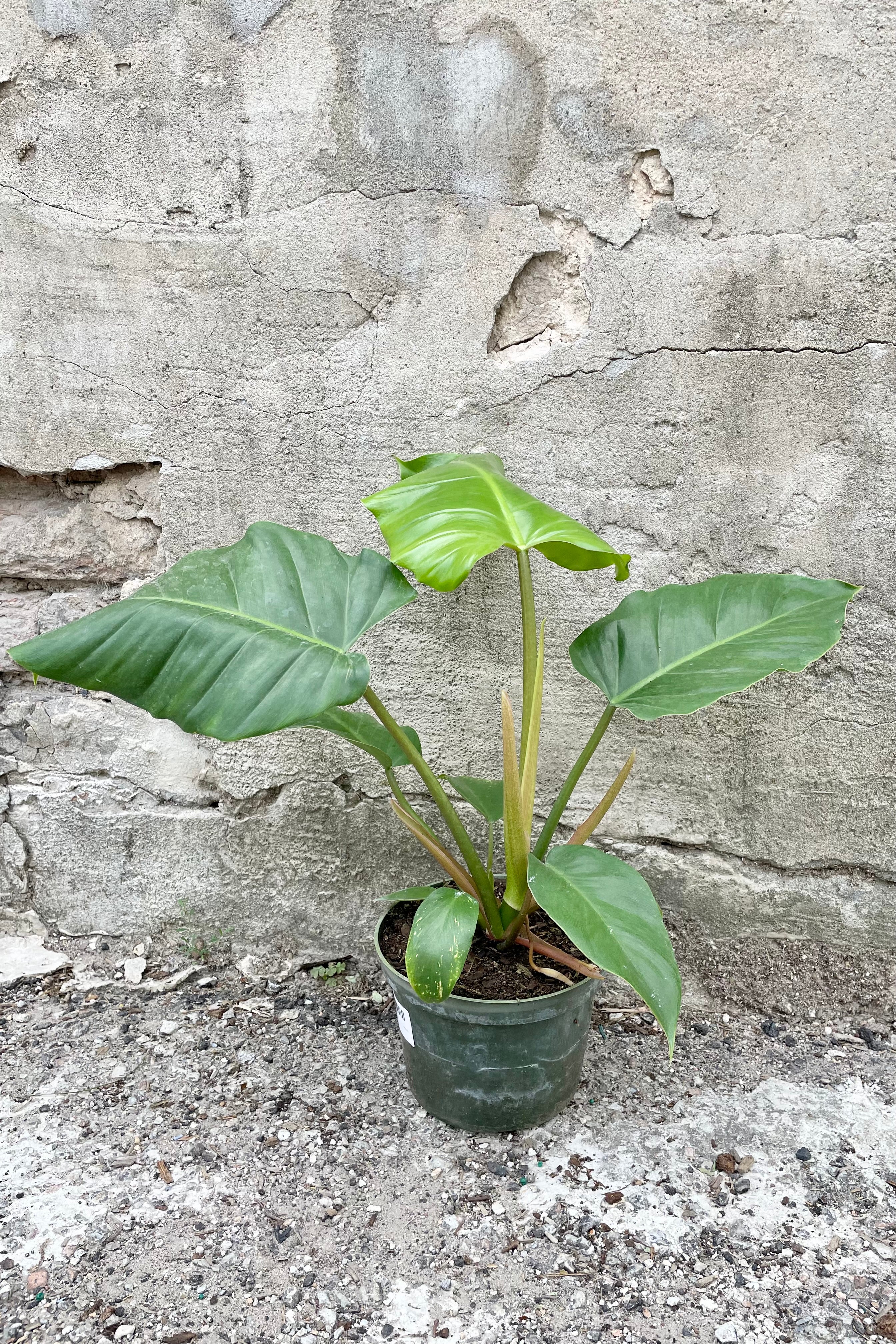 Philodendron 'Jungle Fever' in a 6" growers pot looking sexy with its big green leaves against a concrete wall at Sprout Home.