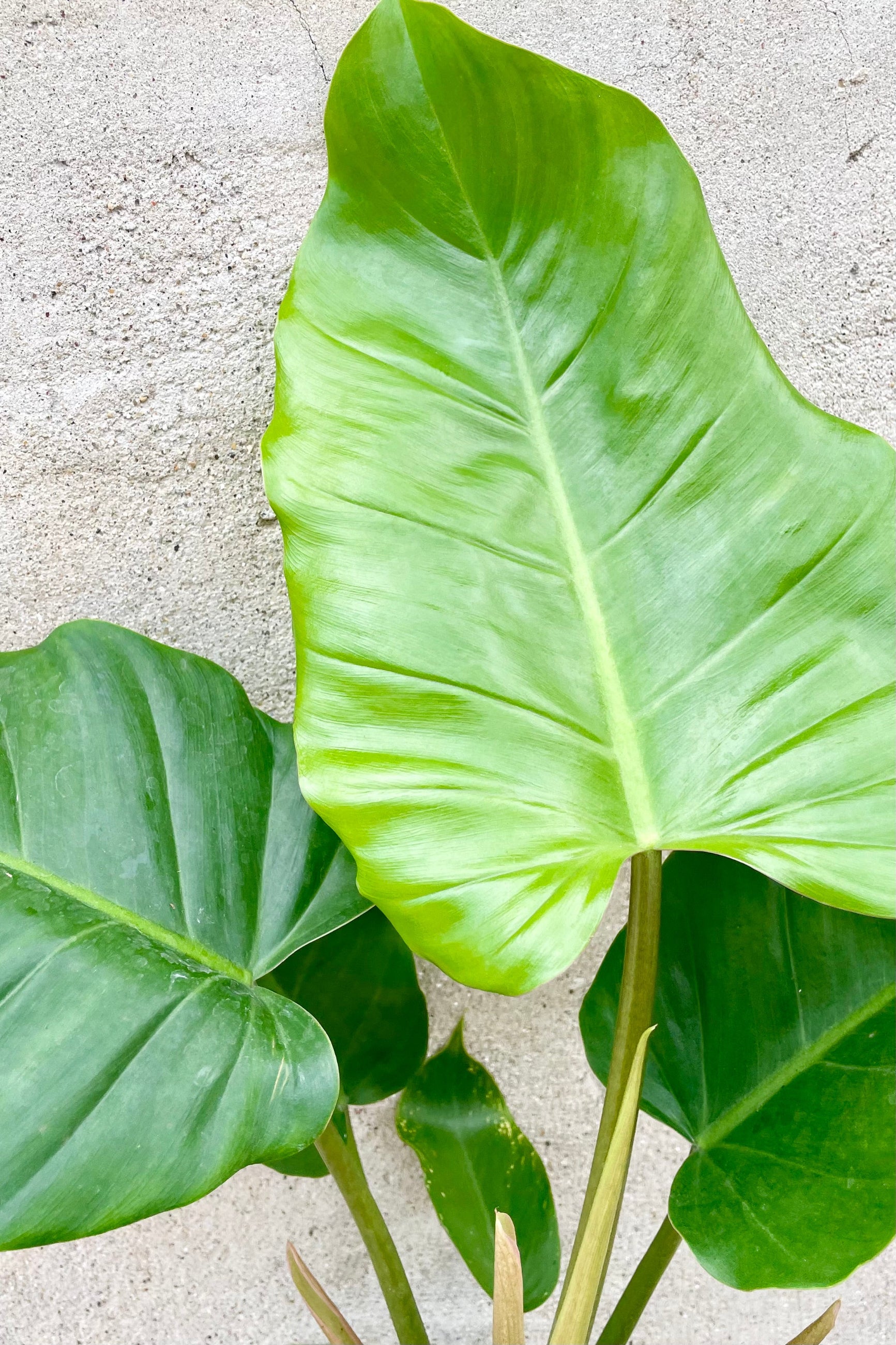 up close picture of the green heart shaped leaves of 'Jungle Fever' Philodendron at Sprout Home. ©Sprout Home
