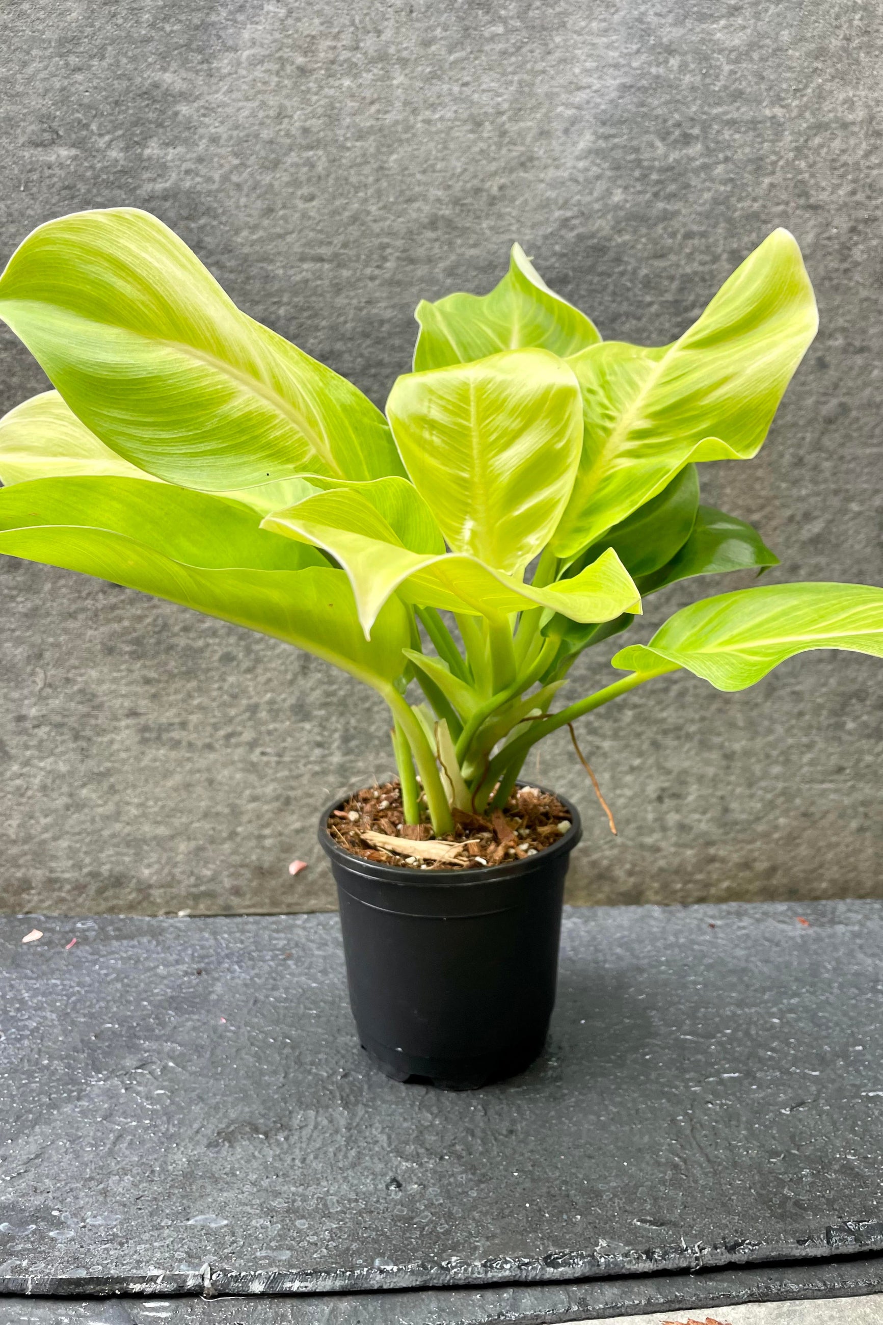 The Philodendron 'Moonlight' sits in its 5 inch growers pot against grey backdrop. ©Sprout Home