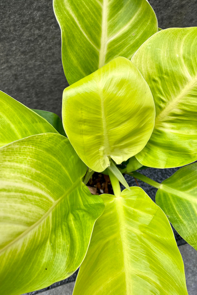 The Philodendron 'Moonlight' boasts a yellowy green foliage.