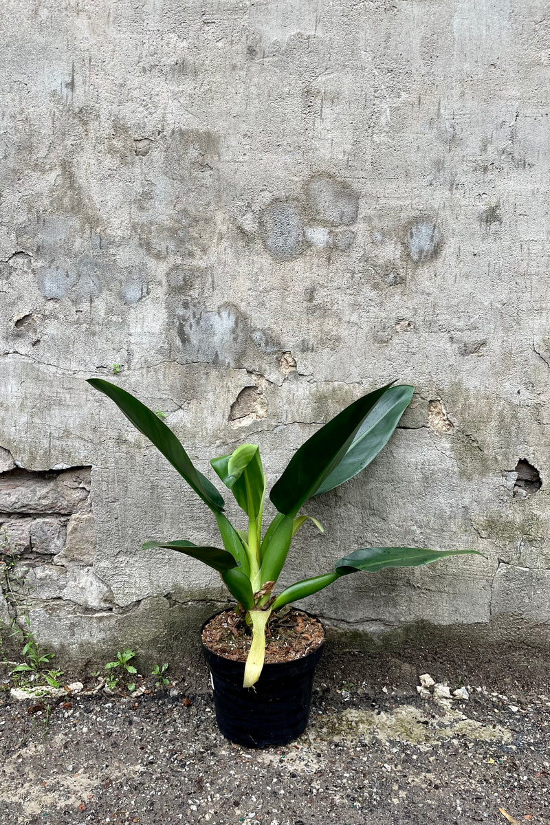 Philodendron martianum 'Fat Boy' 6" against a grey wall