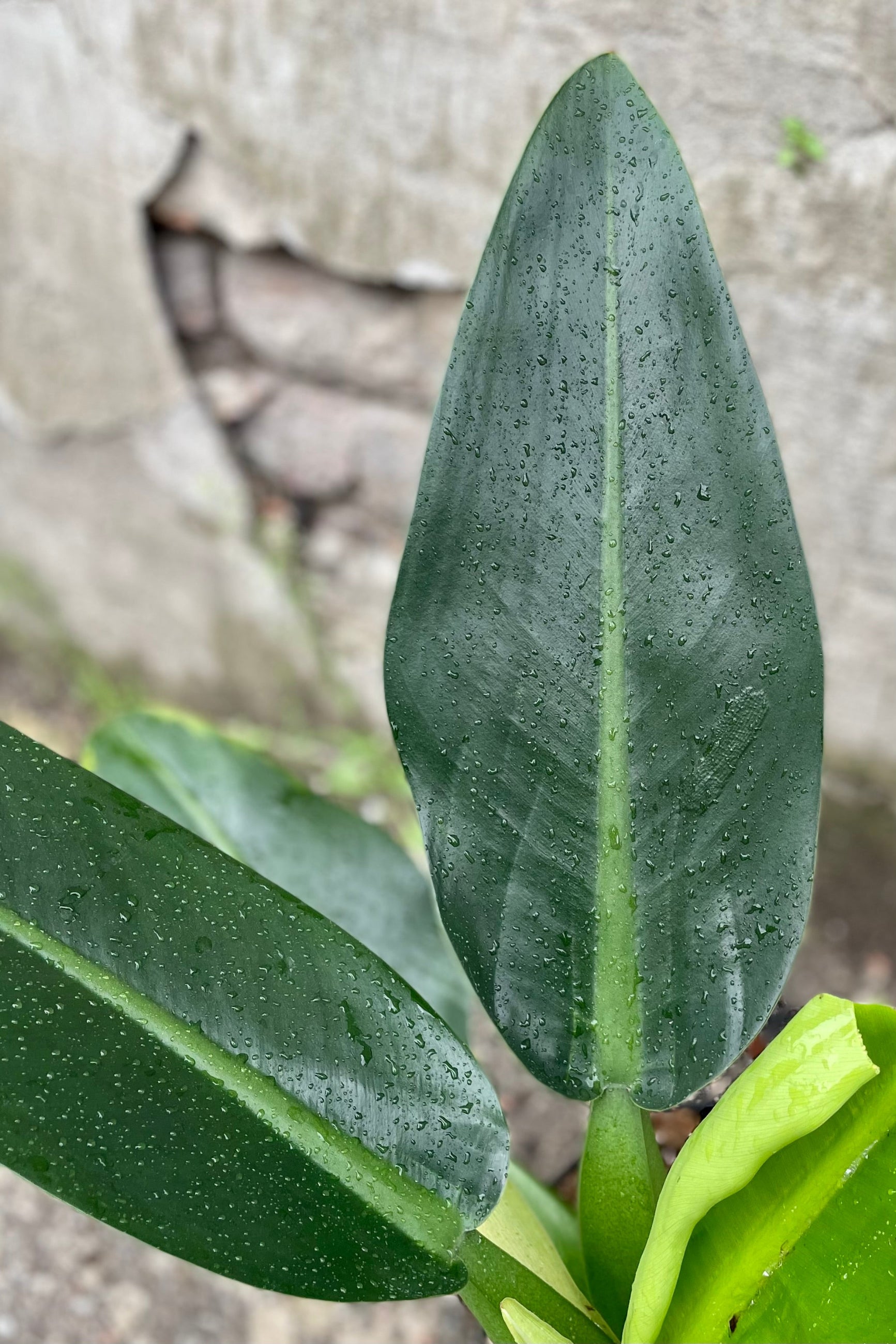 detail of Philodendron martianum 'Fat Boy' 6" against a grey wall ©Sprout Home