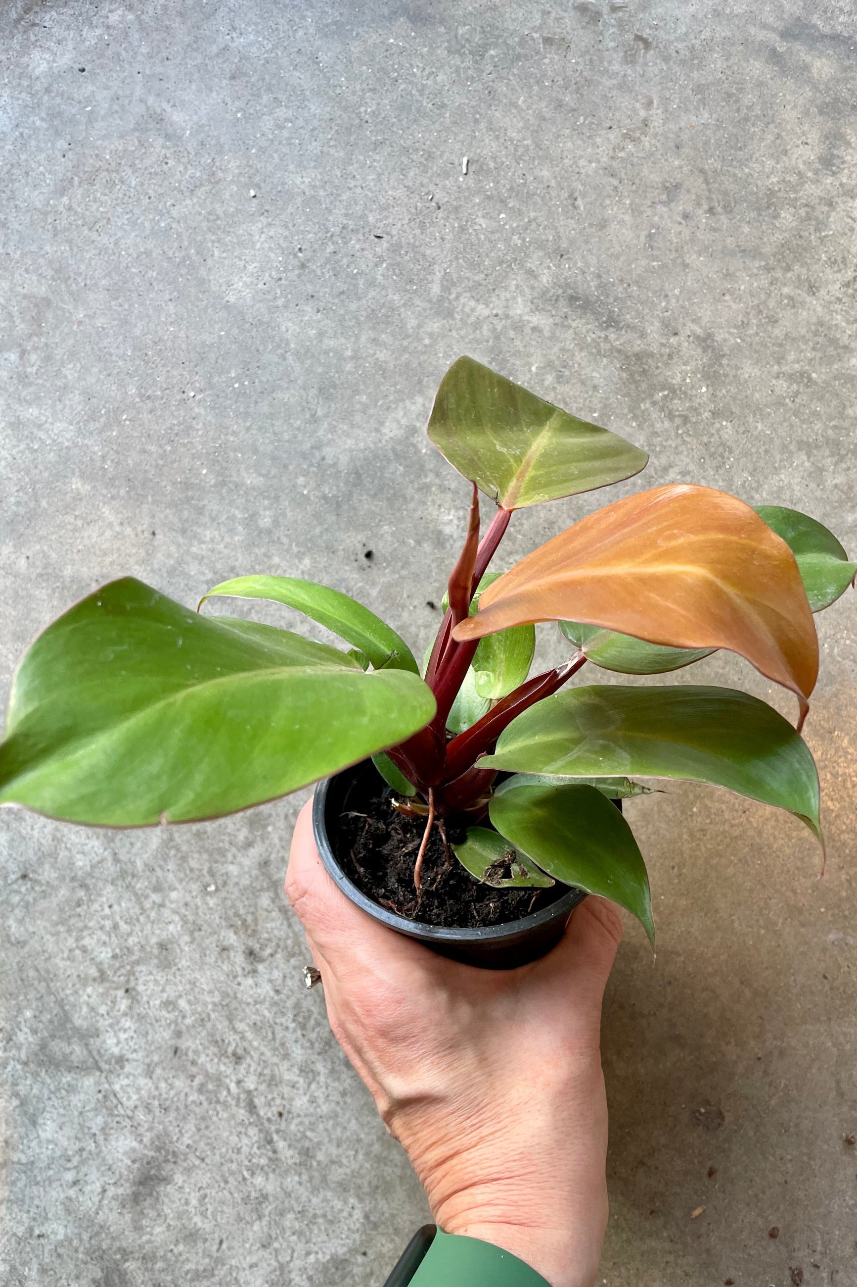 Philodendron 'McColley's Finale' showing the colorful leaves in a 4" pot at Sprout Home. ©Sprout Home
