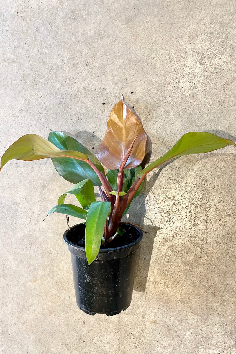 Philodendron 'McColley's Finale' showing the colorful leaves in a 4" pot at Sprout Home.