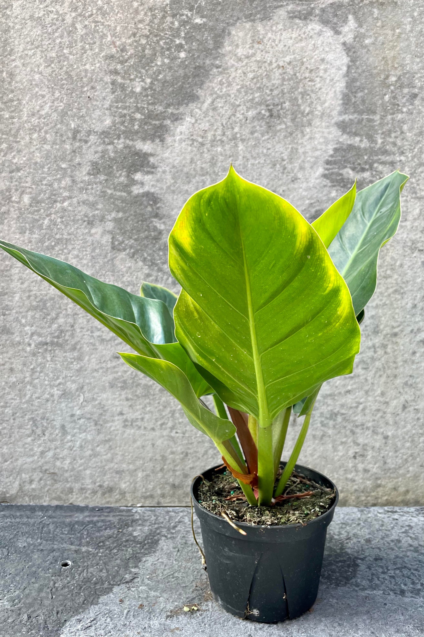 Philodendron melinonii 6