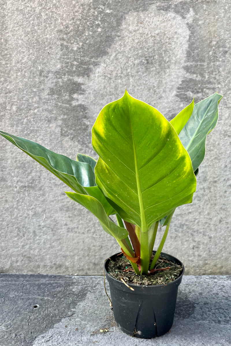 The Philodendron melinonii sits pretty in its 6 inch growers pot.