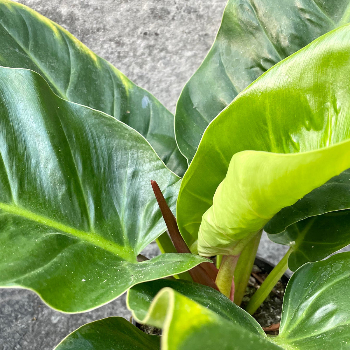 philodendron melinonii care Philodendron melinonii 6"