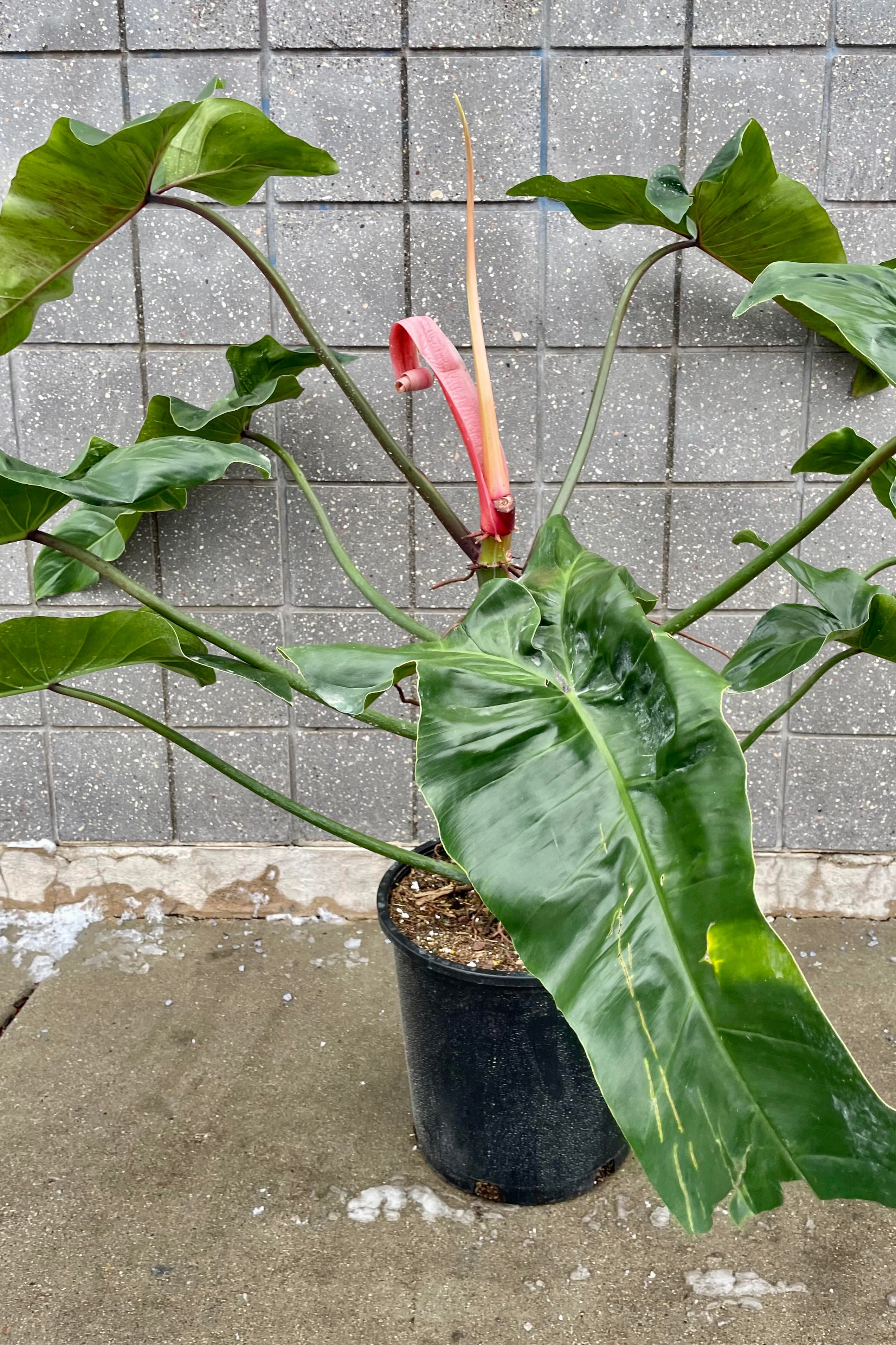 The Philodendron mexicanum 14" sits against a grey wall.