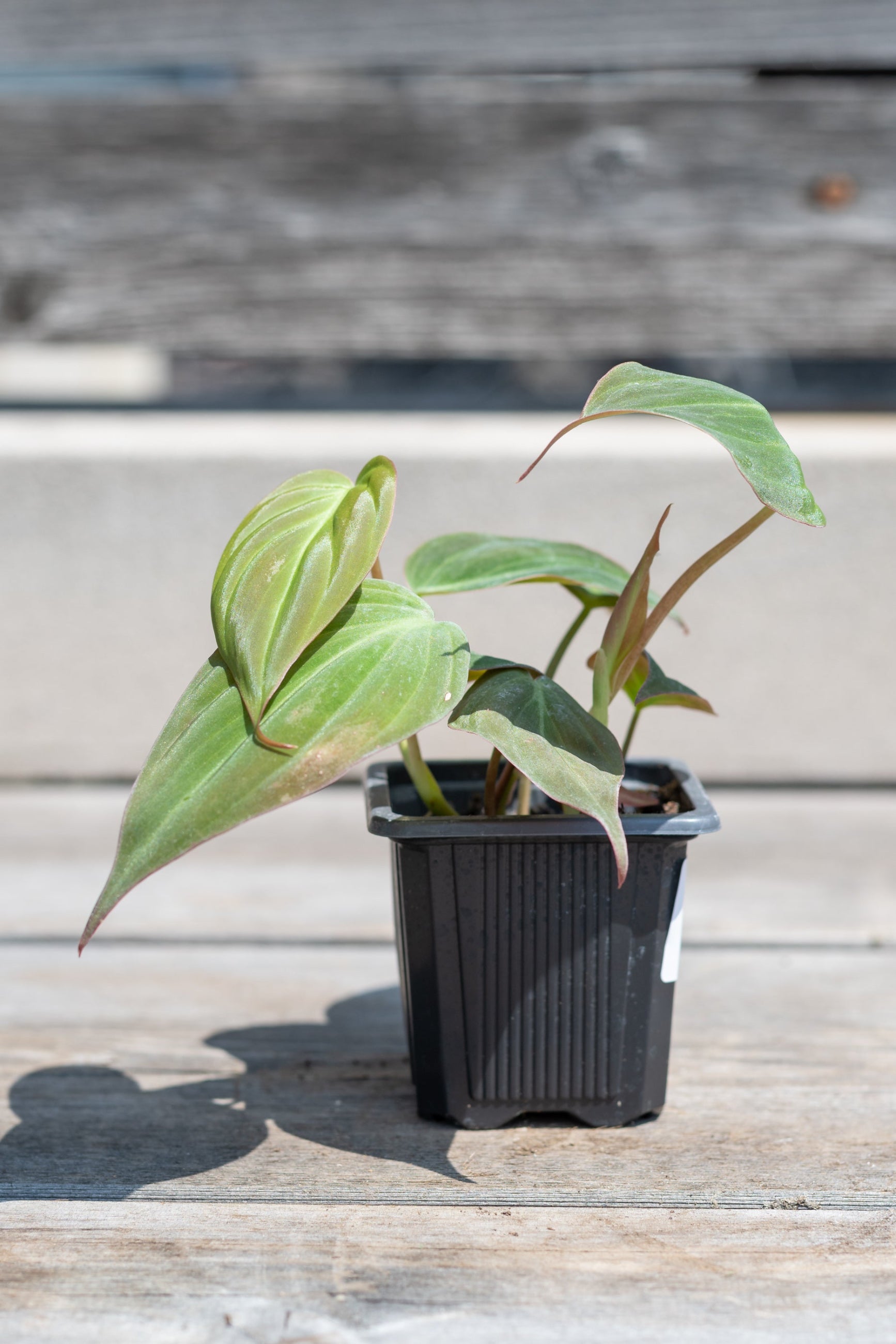 Philodendron hederaceum 'Micans' in grow pot in front of grey wood background ©Sprout Home