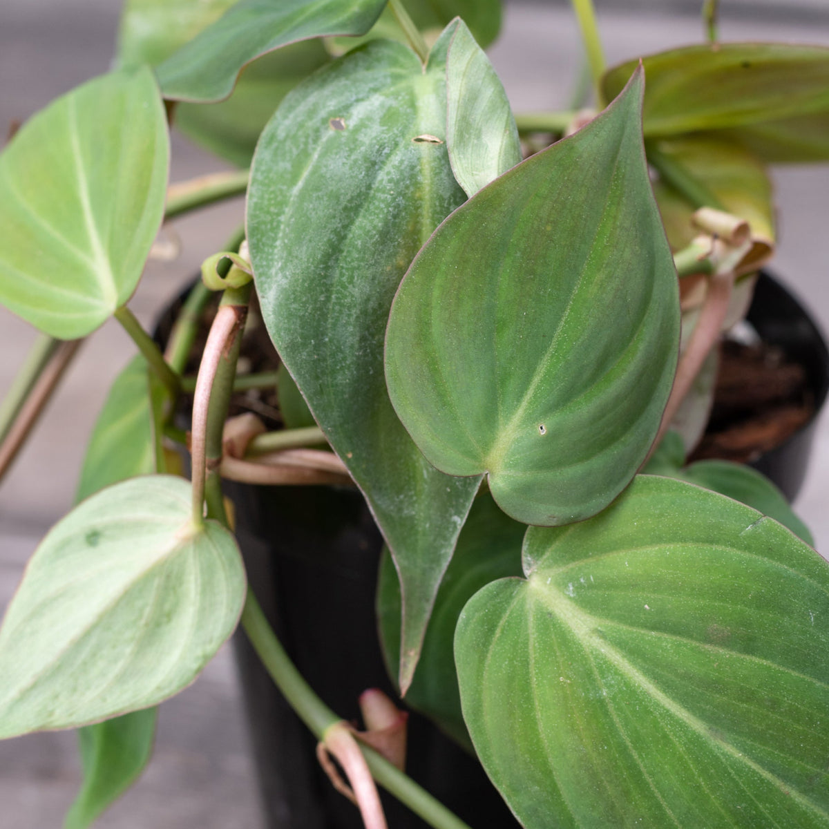 philodendron micans green form Philodendron hederaceum 'Micans' 4" at SPROUT HOME