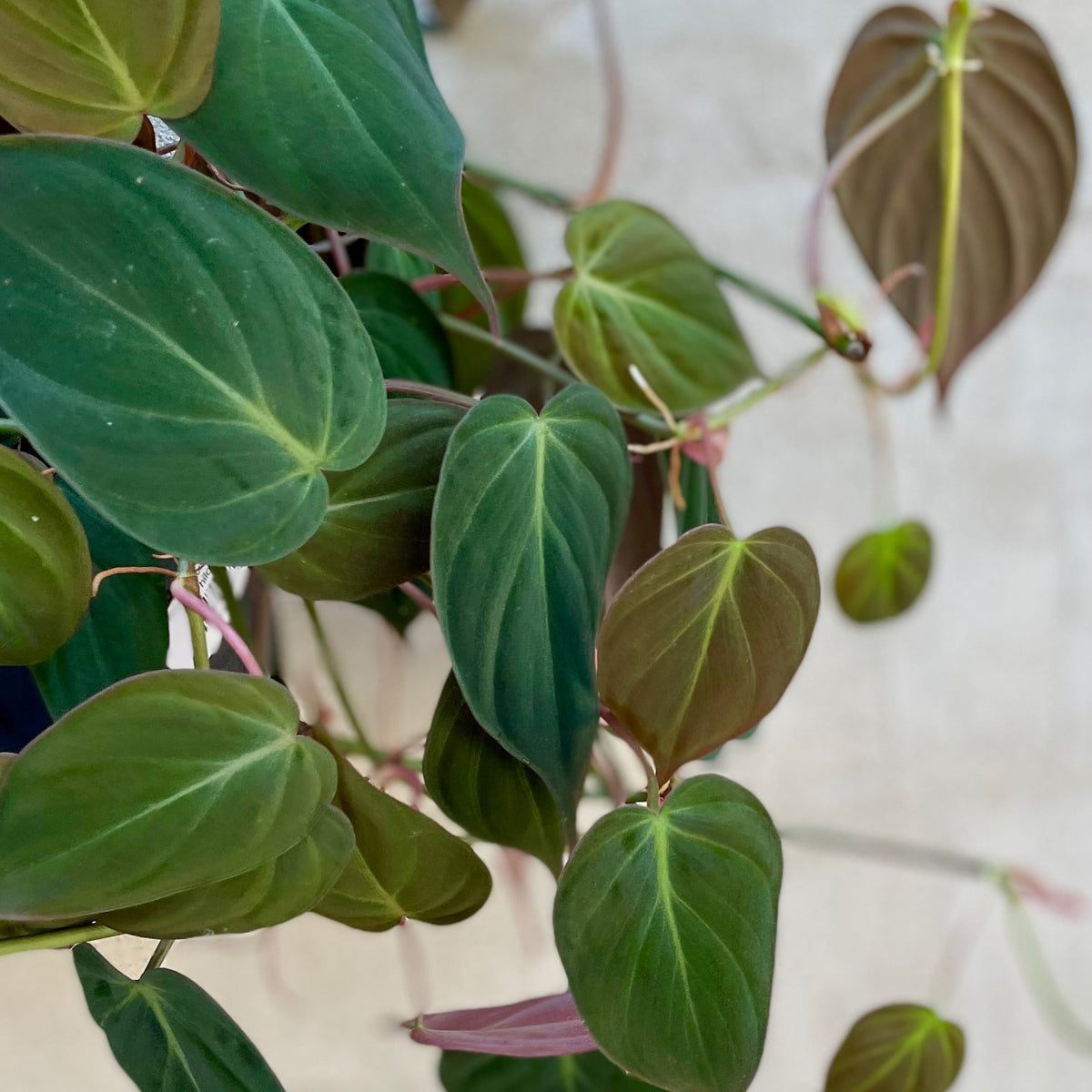 Philodendron hederaceum 'Micans' 8