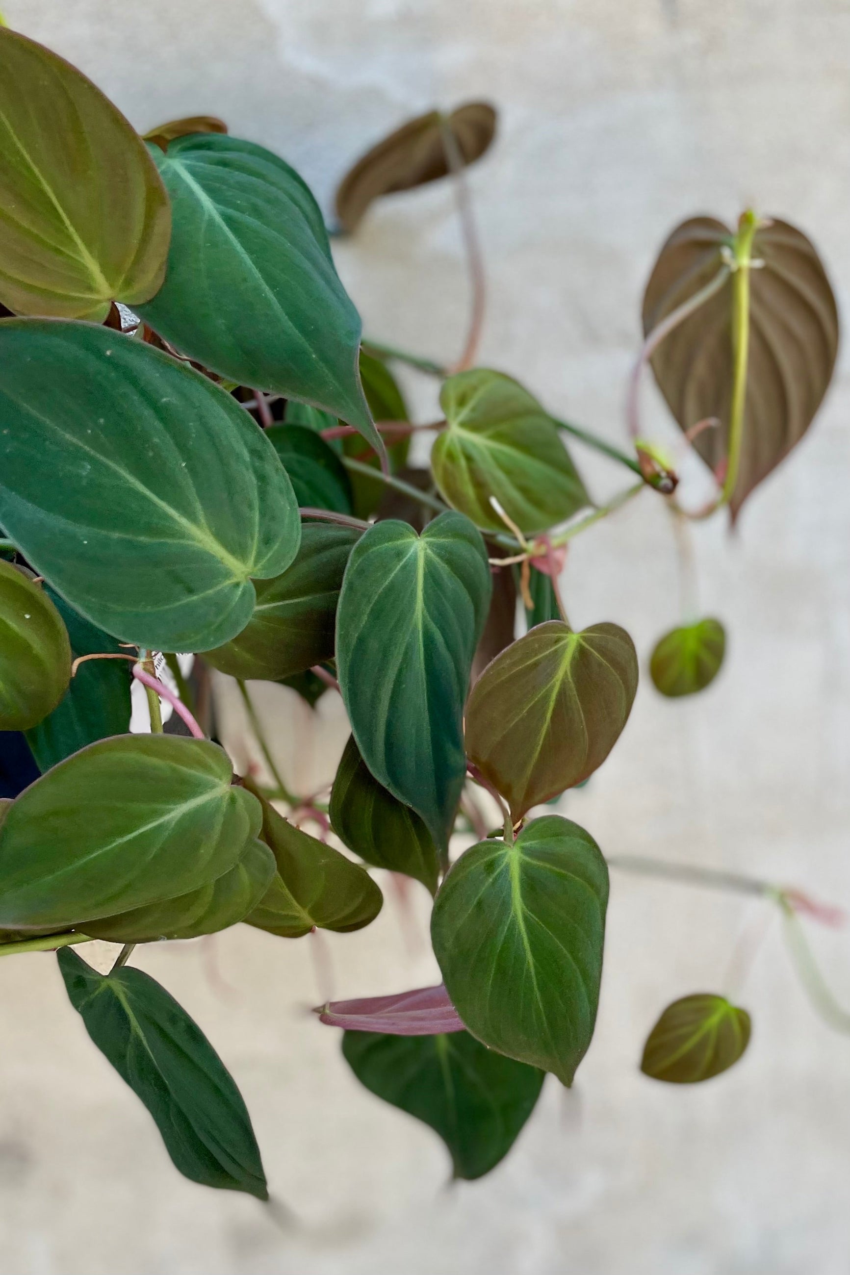 Detail of Philodendron hederaceum 'Micans' 8" against a grey wall ©Sprout Home
