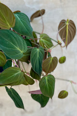 Detail of Philodendron hederaceum 'Micans' 8" against a grey wall