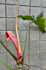 A detailed look at the Philodendron mexicanum 14".