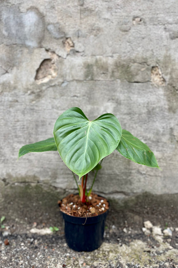 Philodendron nangaritense 6" against a grey wall