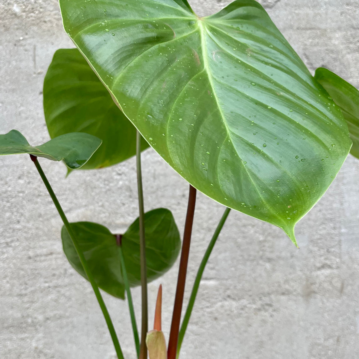 naugahyde philodendron Philodendron nangaritense 6"