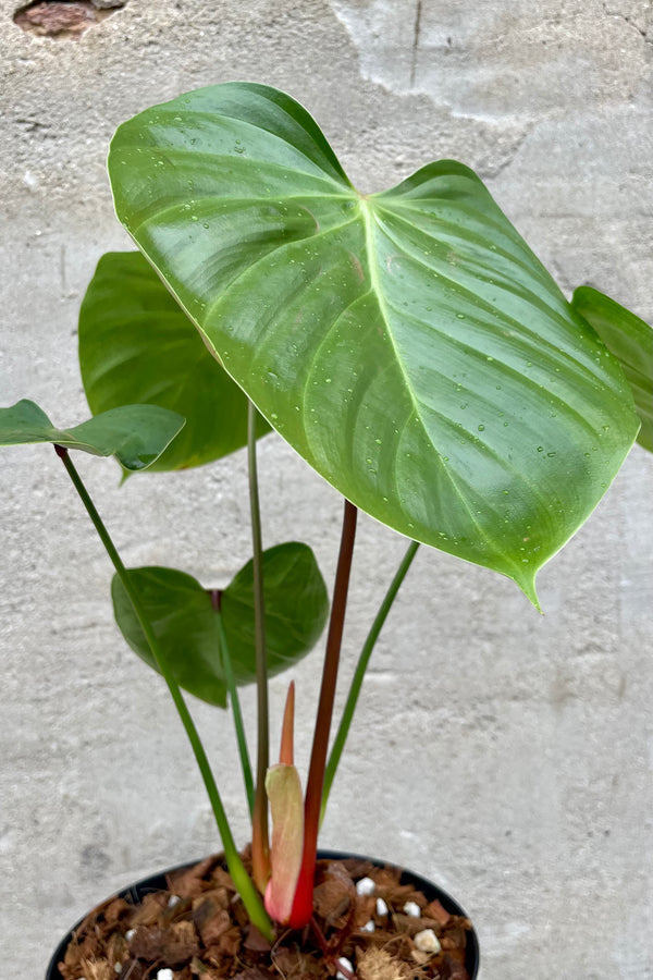 detail of Philodendron nangaritense 6" against a grey wall