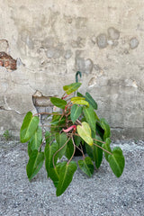 Philodendron 'Painted Lady' 10" against a grey wall