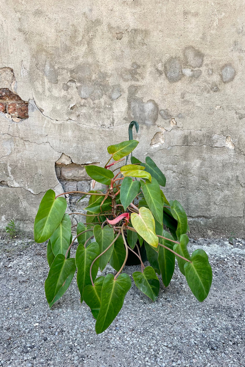 Philodendron 'Painted Lady' 10" against a grey wall