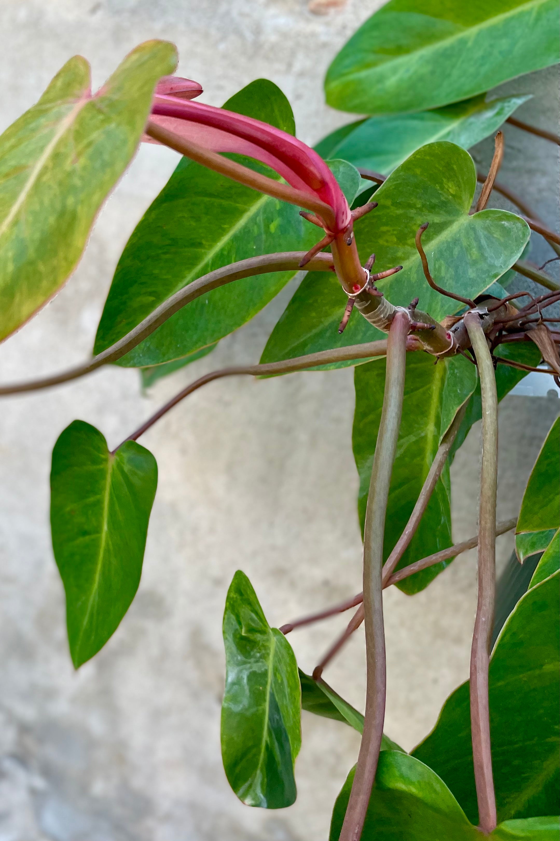 Detail of Philodendron 'Painted Lady' 10" against a grey wall