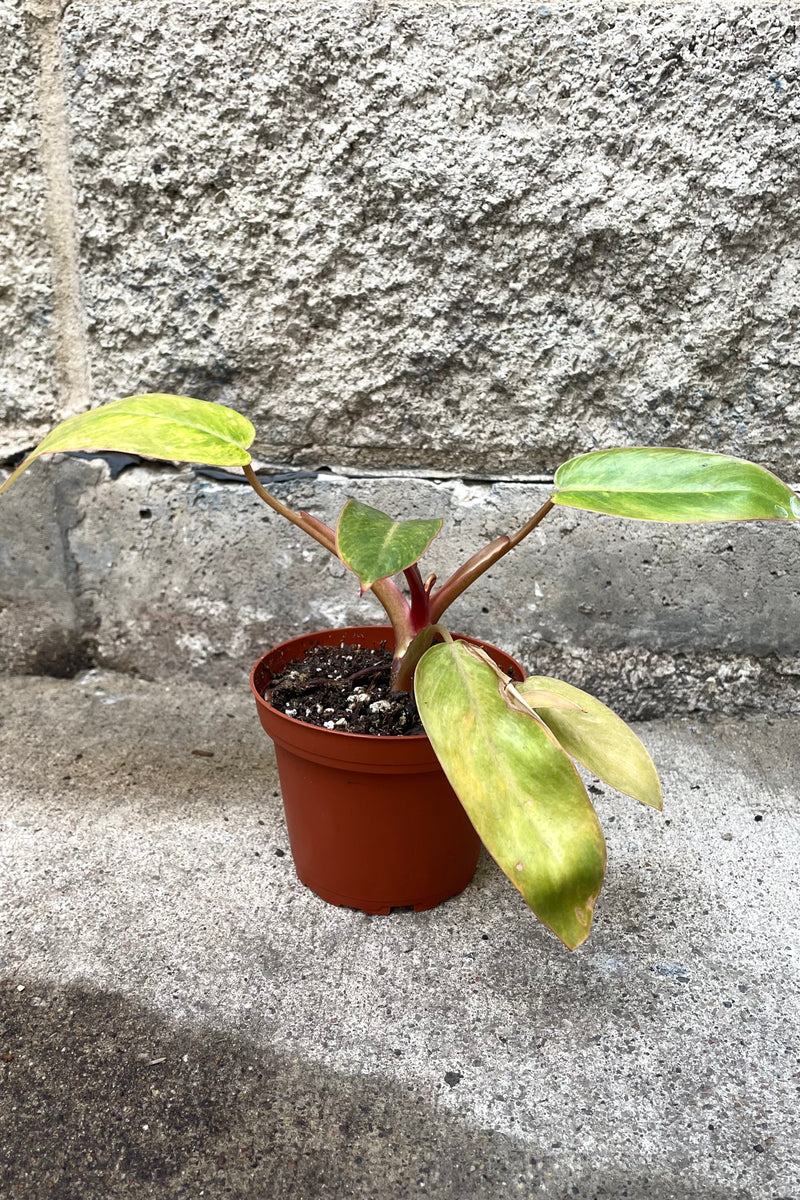A full view of Philodendron 'Painted Lady' 4" in grow pot against concrete backdrop