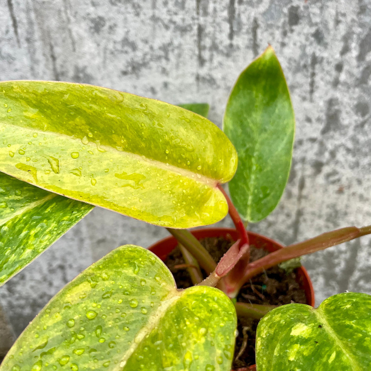 painted lady philodendron for sale Philodendron 'Painted Lady' 5" at SPROUT HOME