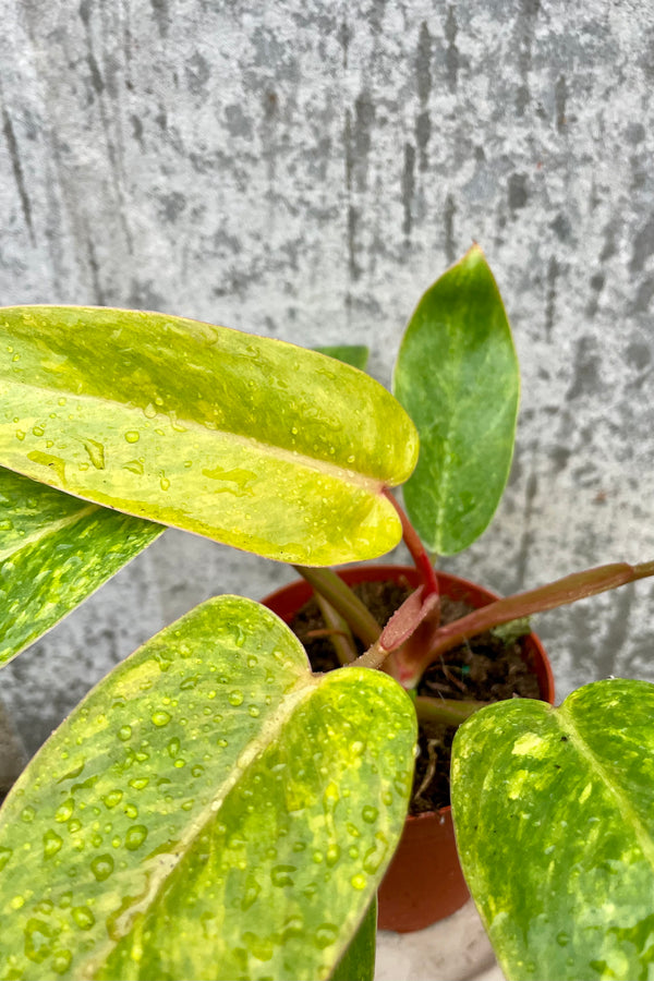 Close photo of green leaves speckled with yellow on red petiole of Philodendron
