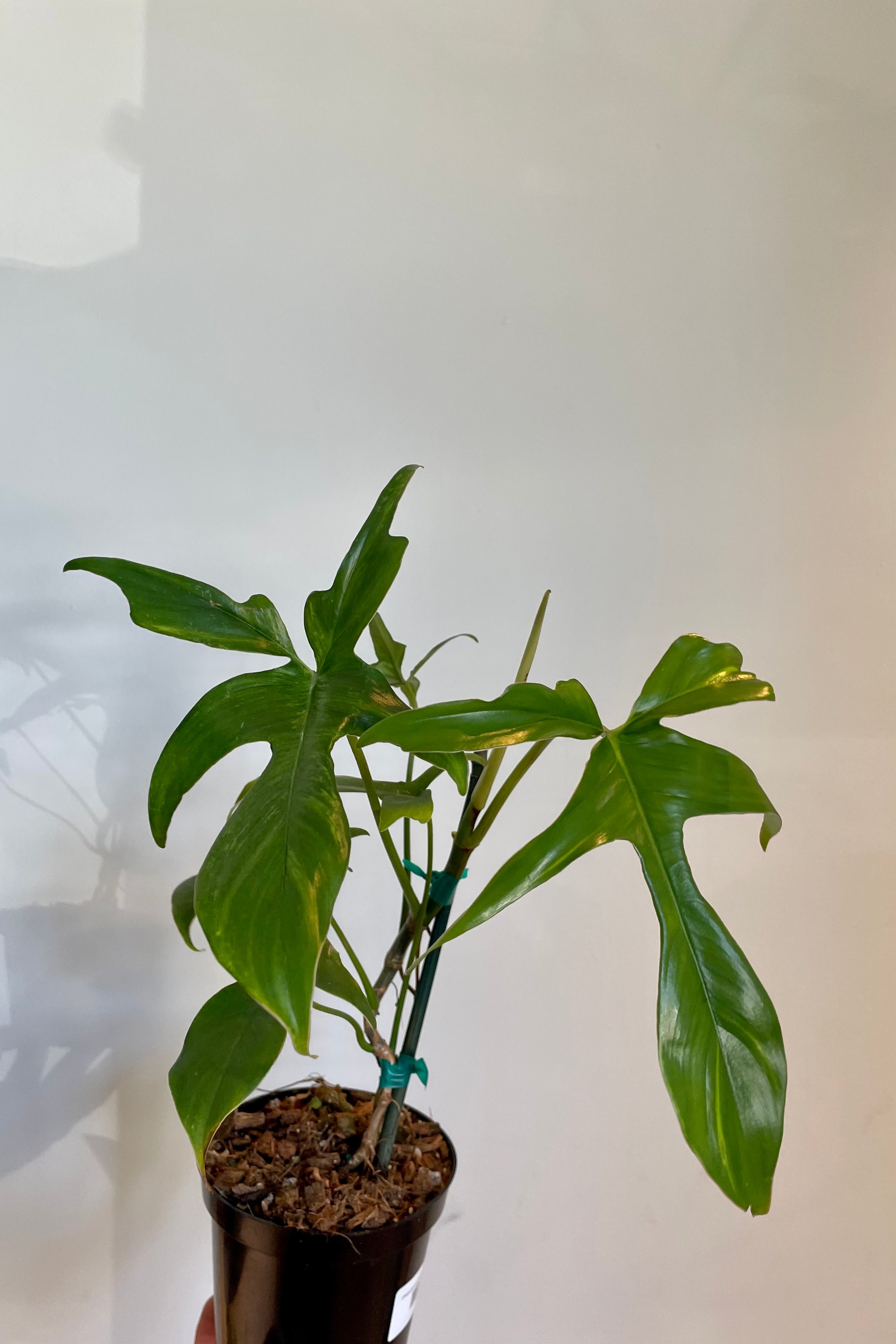 Photo of green heavily divided leaves of Philodendron 'Glad Hands'
