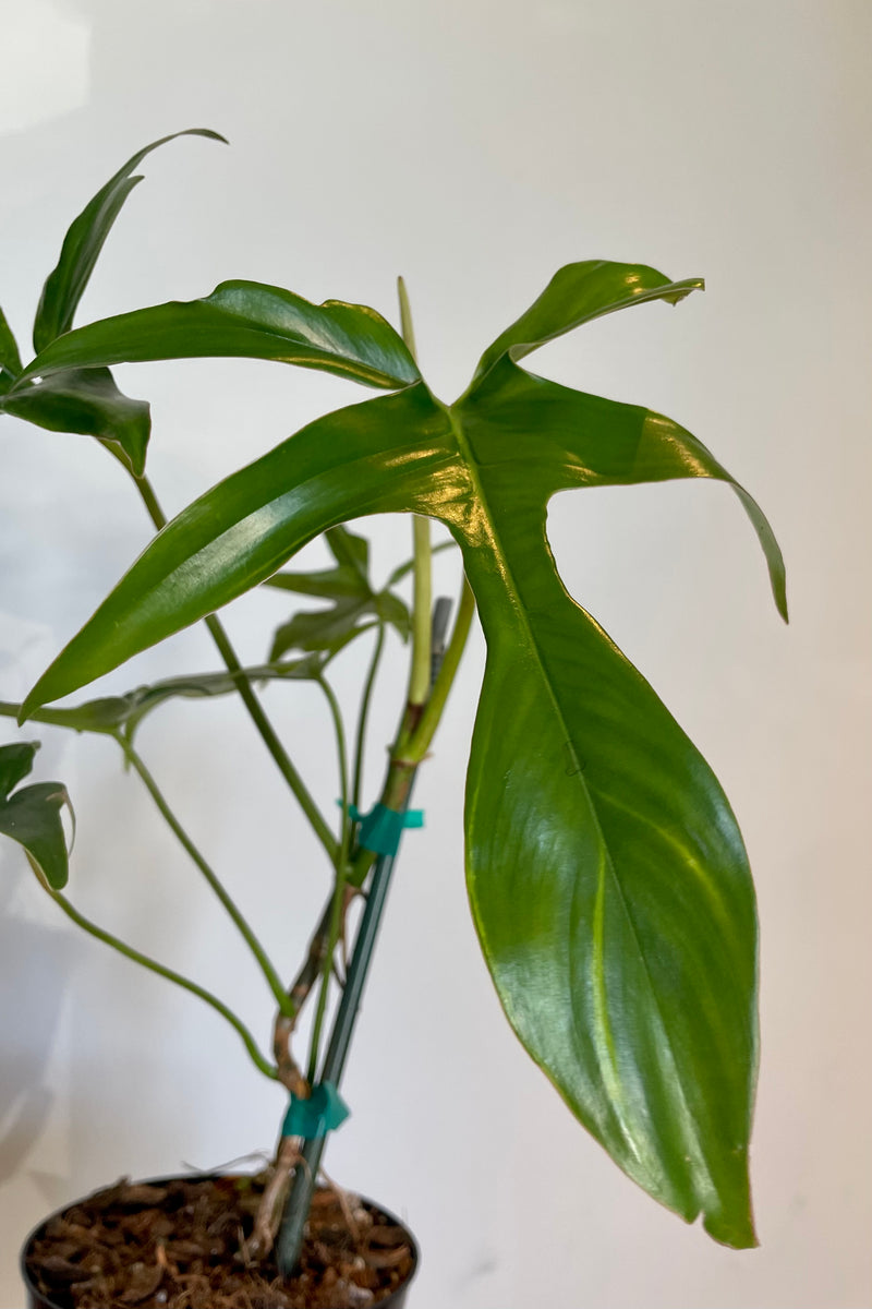 Detail photo of glossy green leaves of Philodendron plant