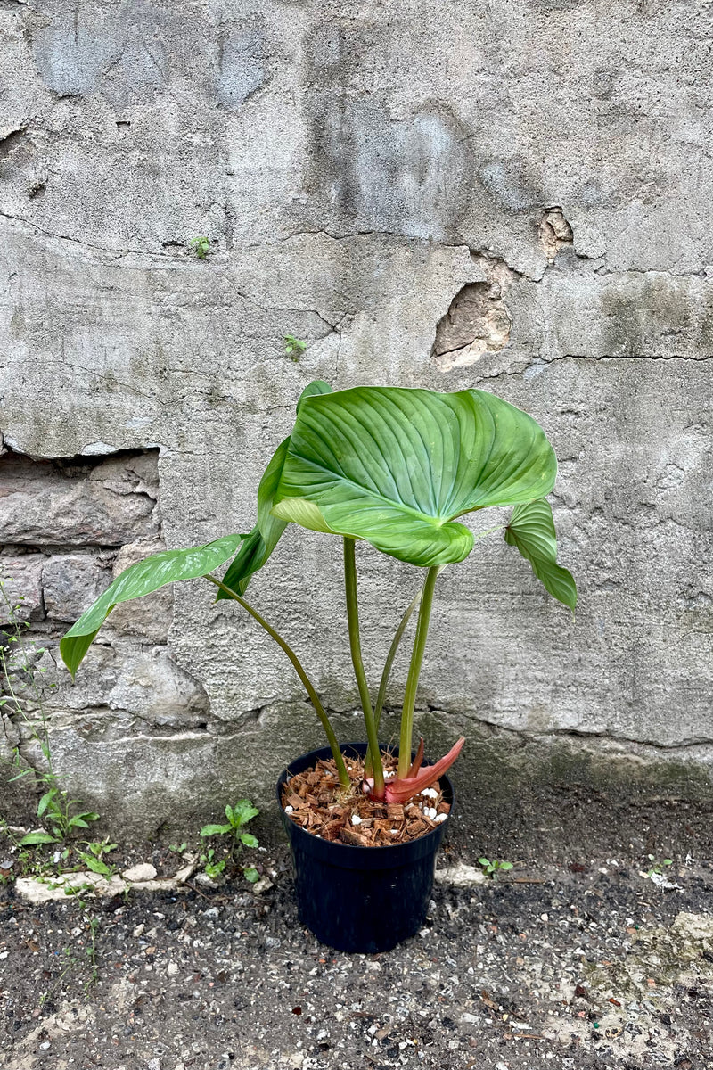Philodendron plowmanii 6" against a grey wall