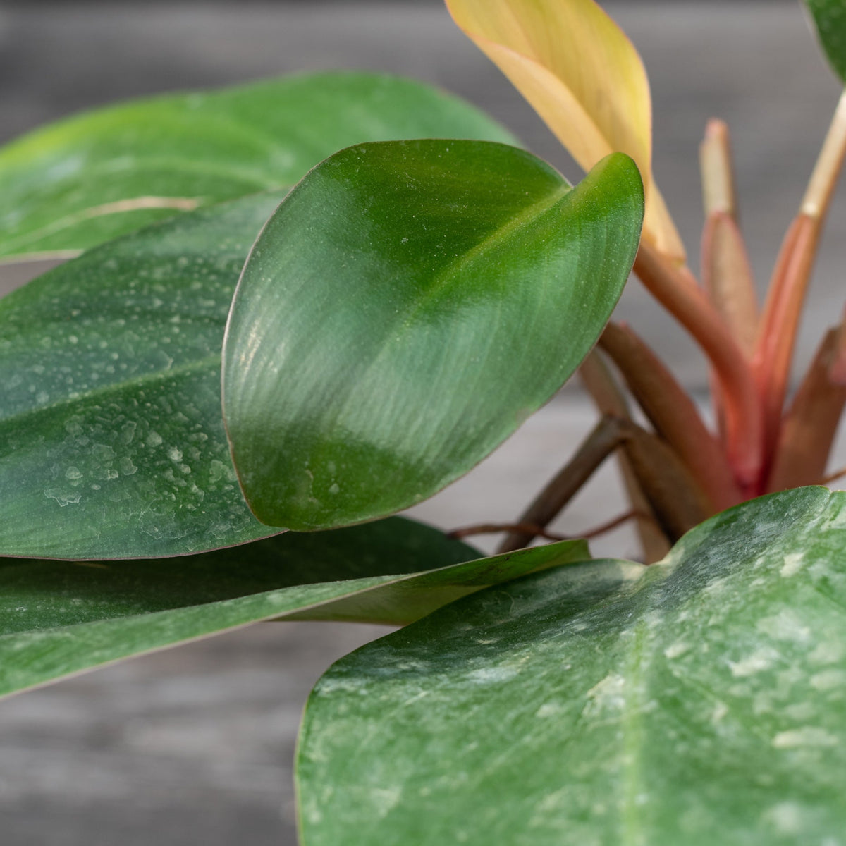 dwarf red philodendron Philodendron 'Red Congo Dwarf' 4" at SPROUT HOME