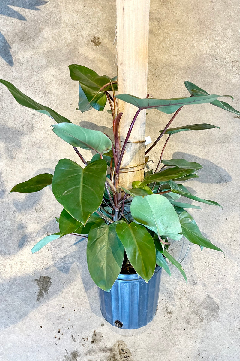 Philodendron 'Red Emerald' on a totem in a 10" growers pot at Sprout Home.