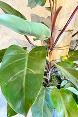 Philodendron 'Red Emerald' plant detail at Sprout Home.