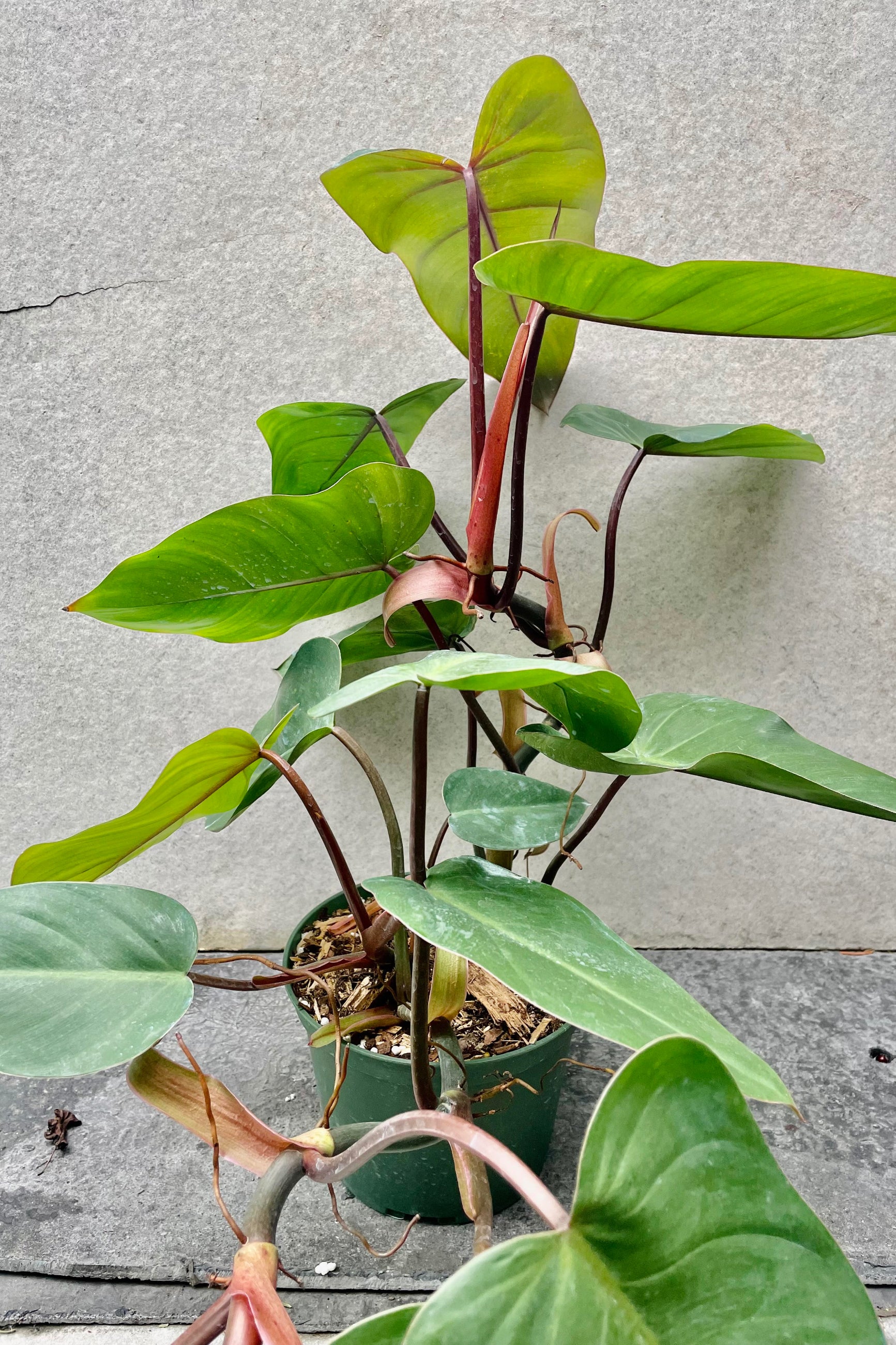 The Philodendron erubescens 'Red Emerald' sits against a grey backdrop in a 6 inch growers pot. ©Sprout Home